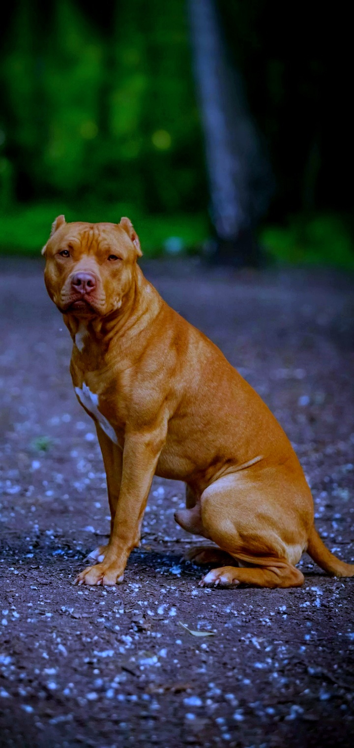 pitbull ♡