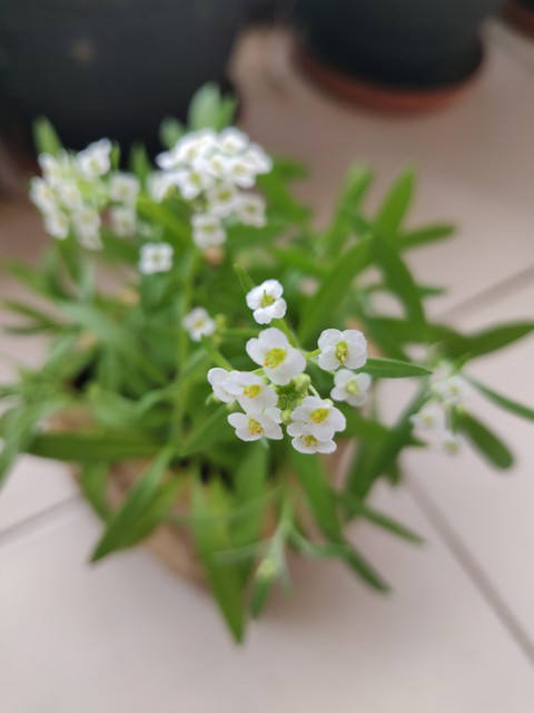 white flower