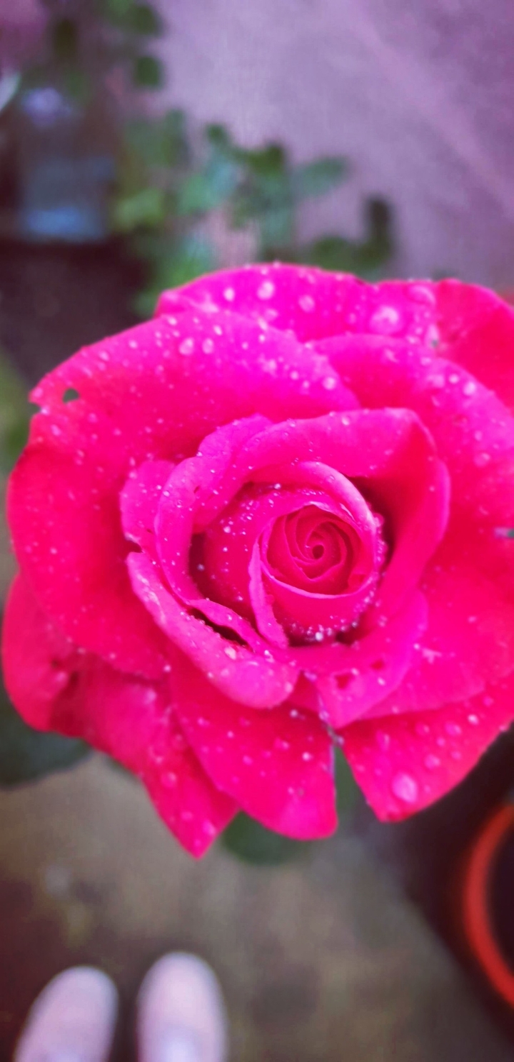 Rose ?
