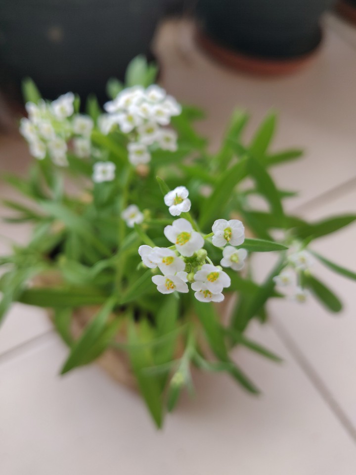 white flower