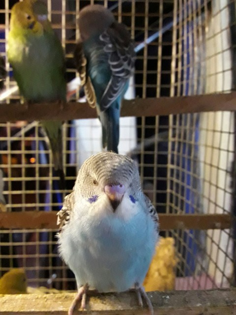 #lovebird