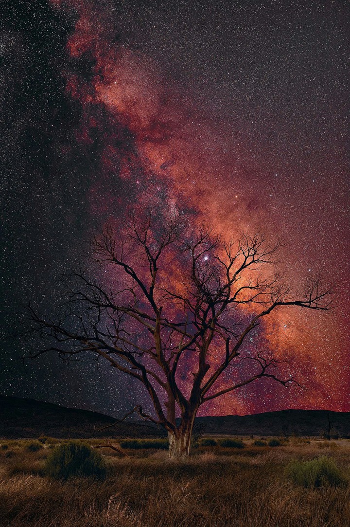 night tree