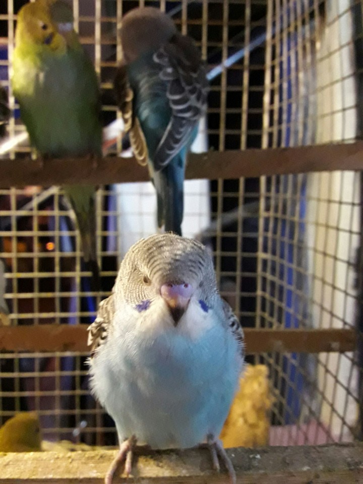 #lovebird