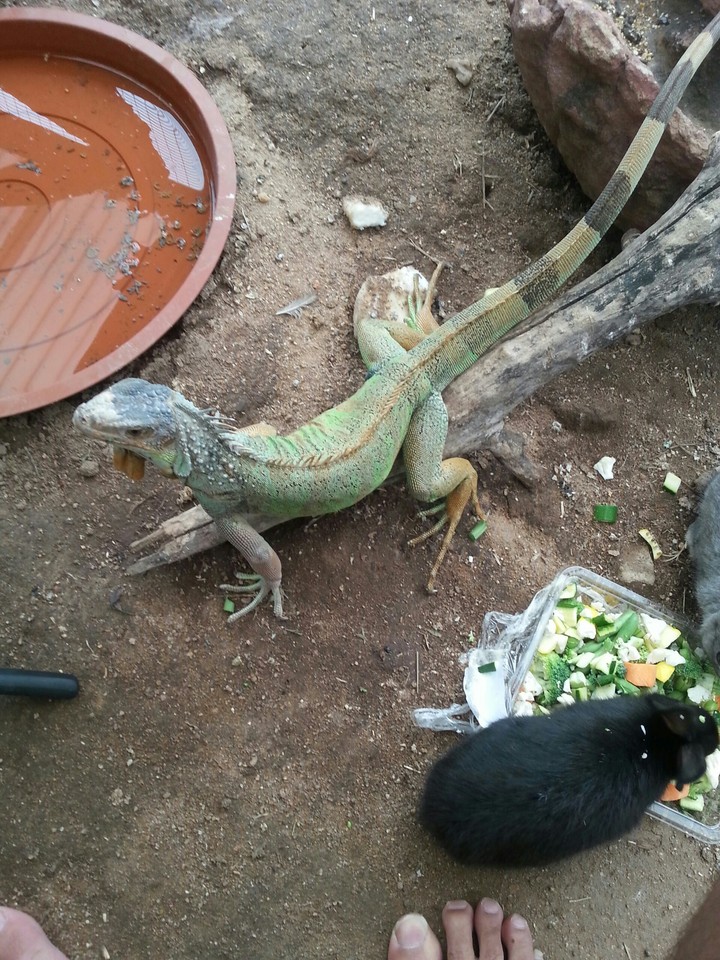 nice