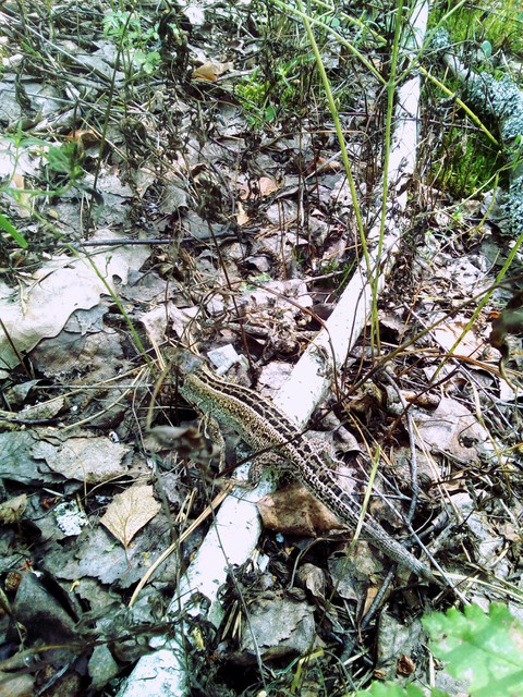 шпалери grass, soil