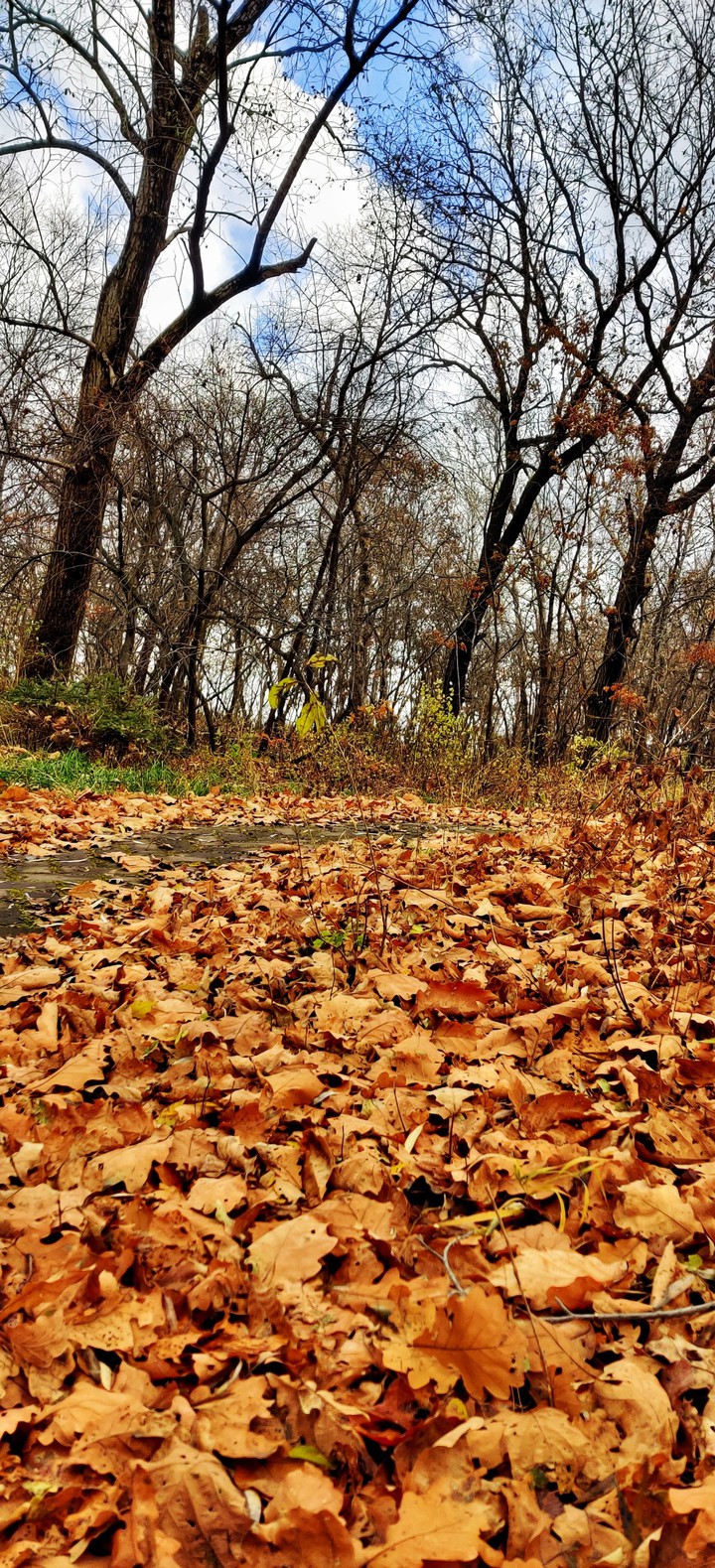 autumn