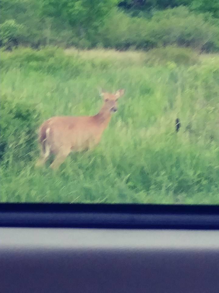 #deer