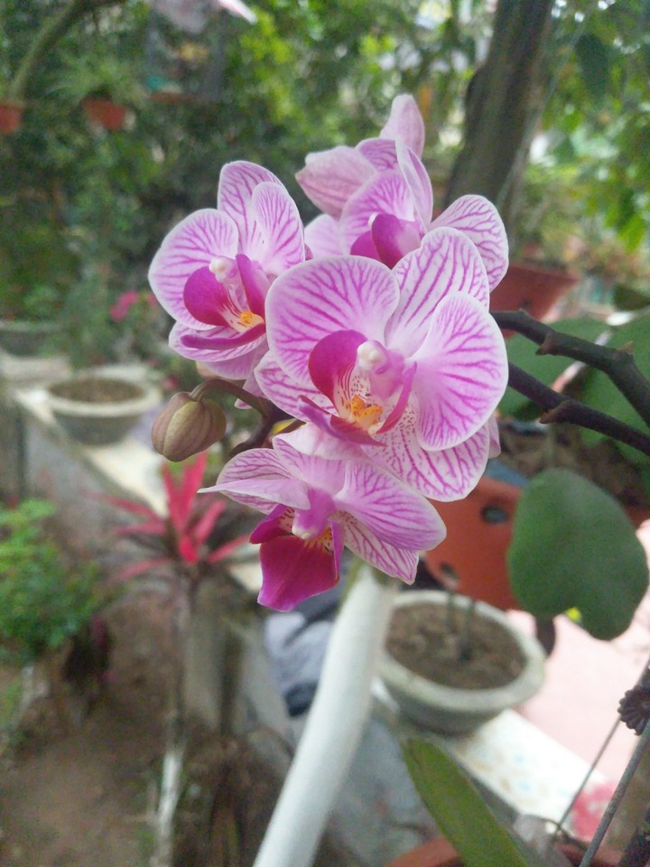 phong lan