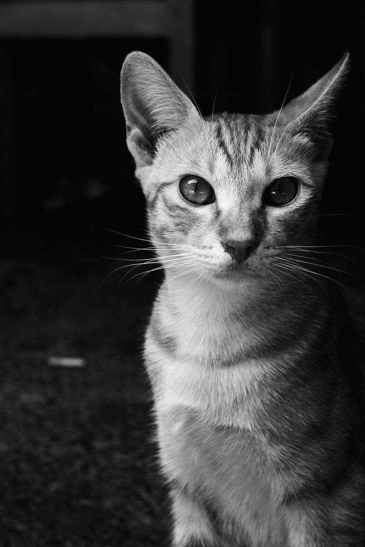 Stare