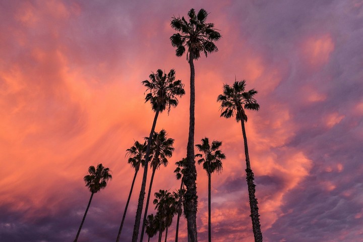 Beach Palms