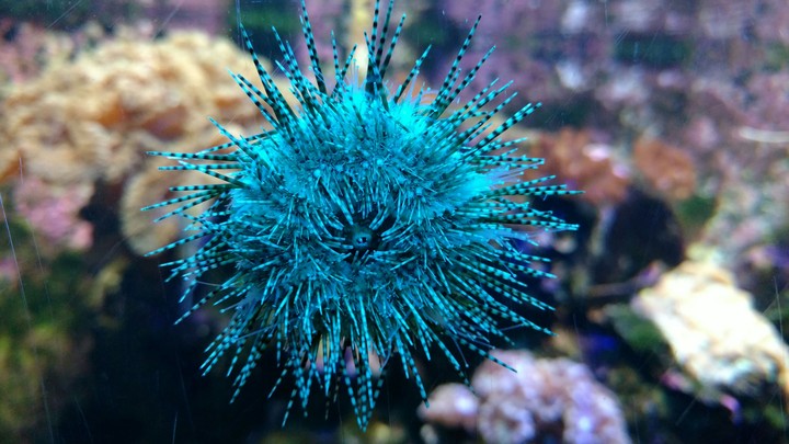 Blue sea creature