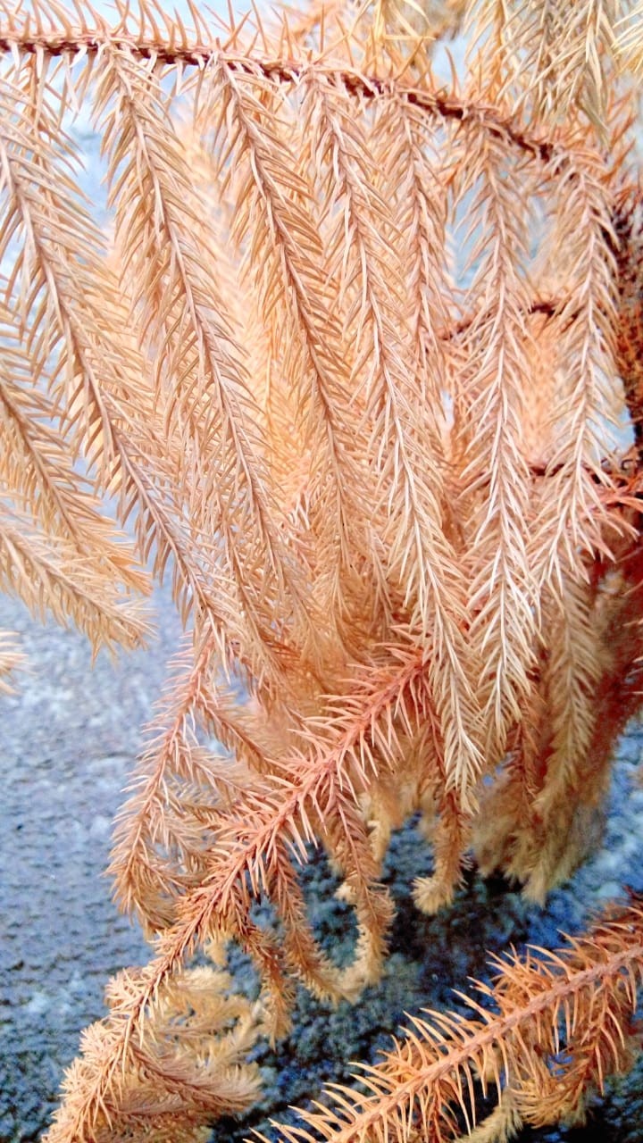Dried