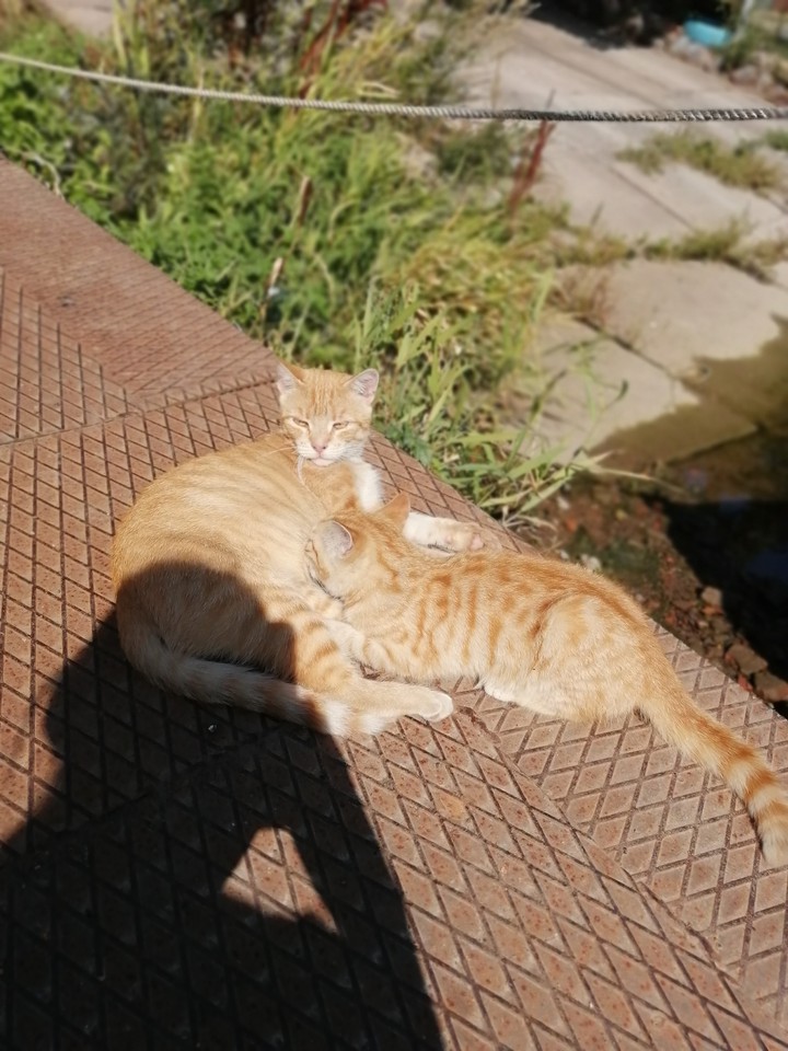 Коти