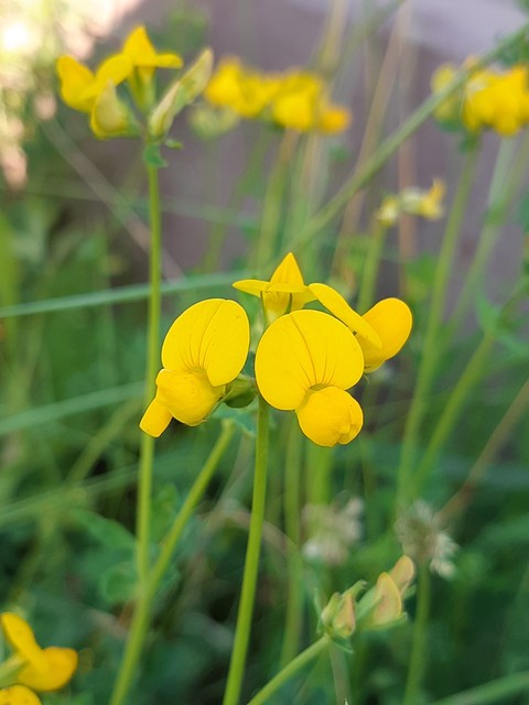 flower, grass桌布