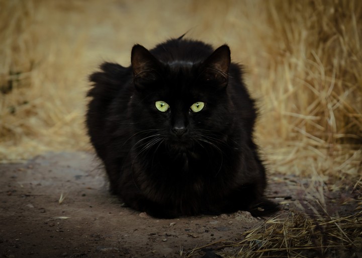 чёрный кот