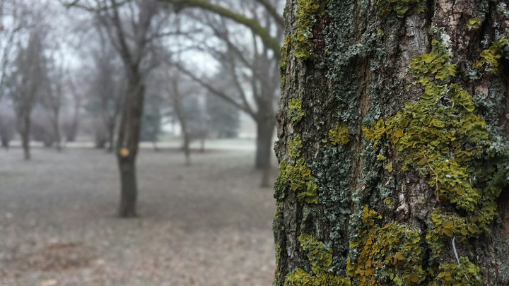 the tree