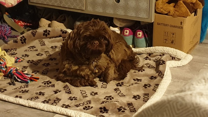 settled for bed