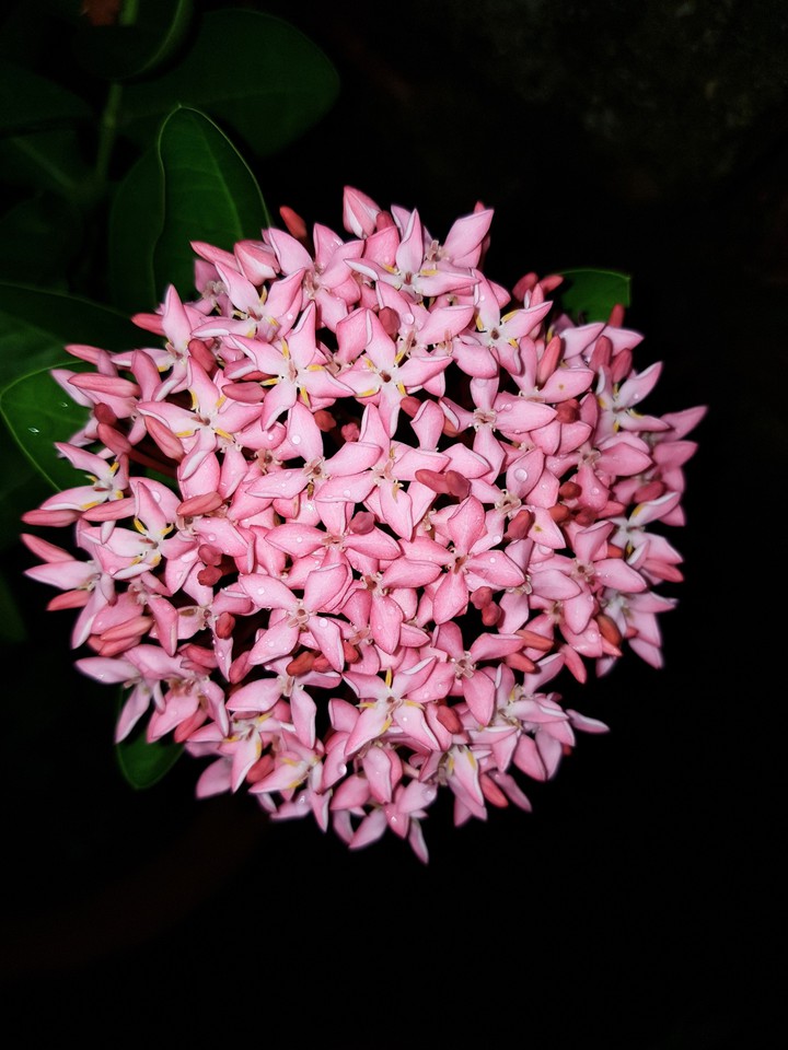 Rangan