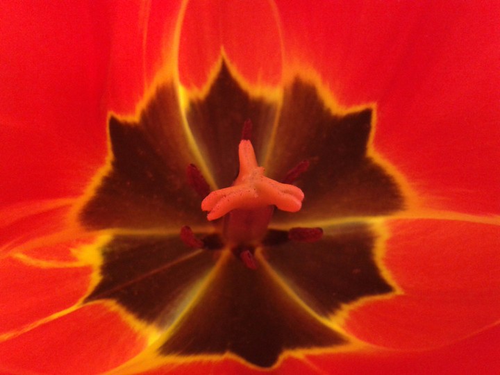 Tulpe