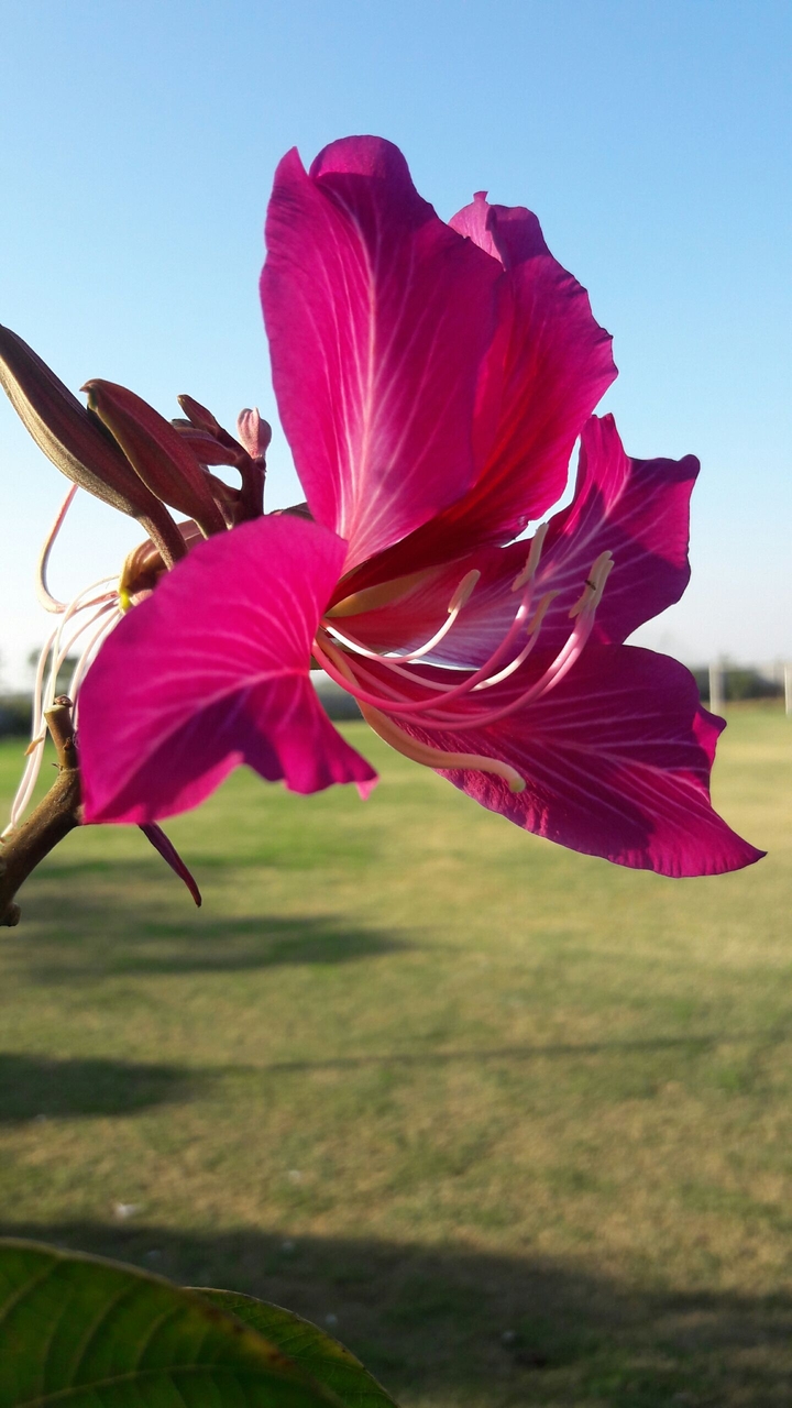 flowers