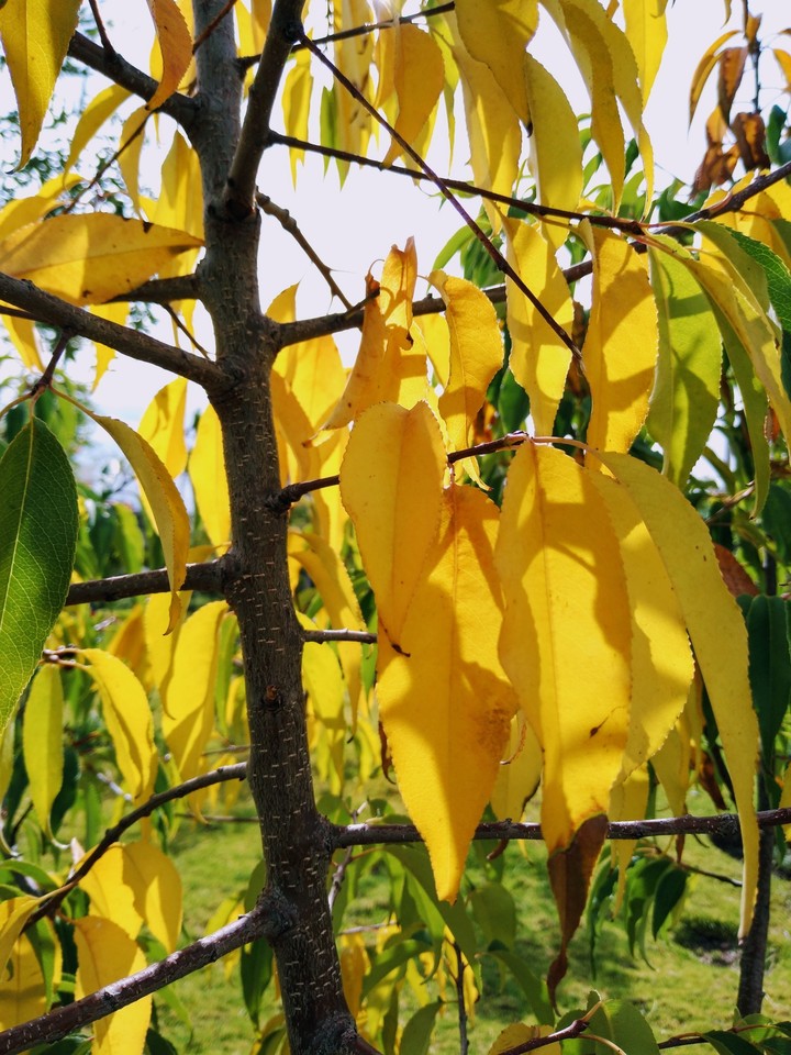 un árbol colorido
