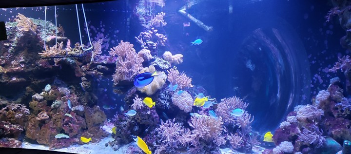blue fish
