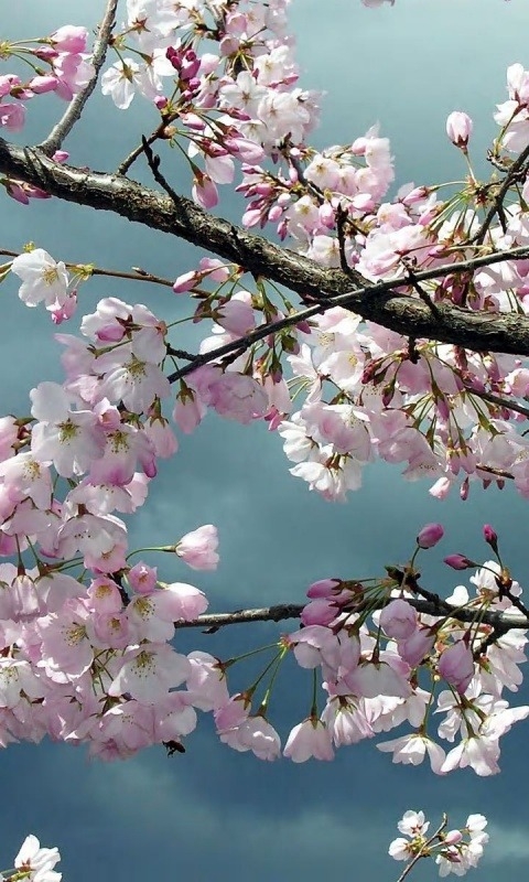 Blossom