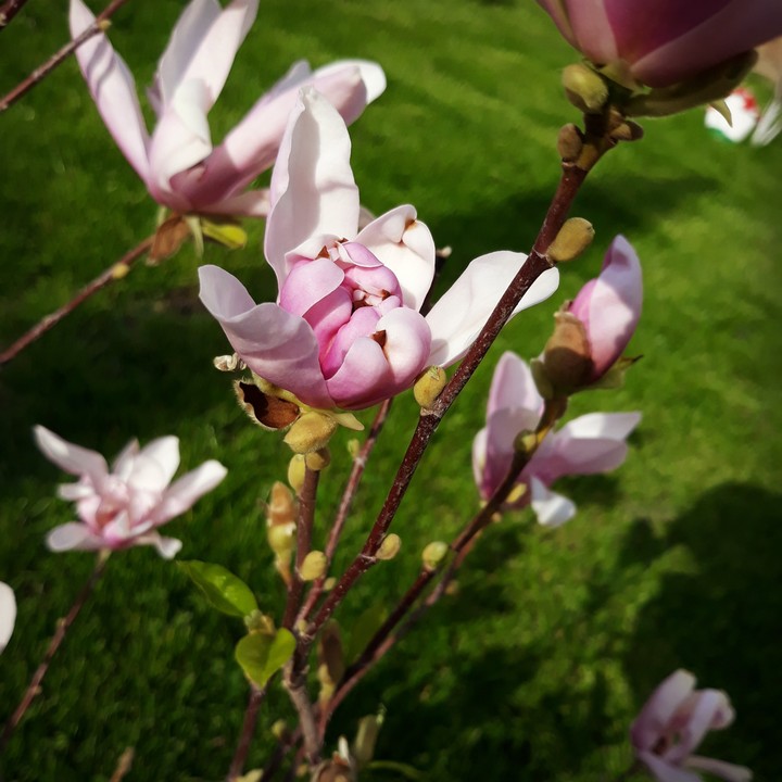 magnoliu