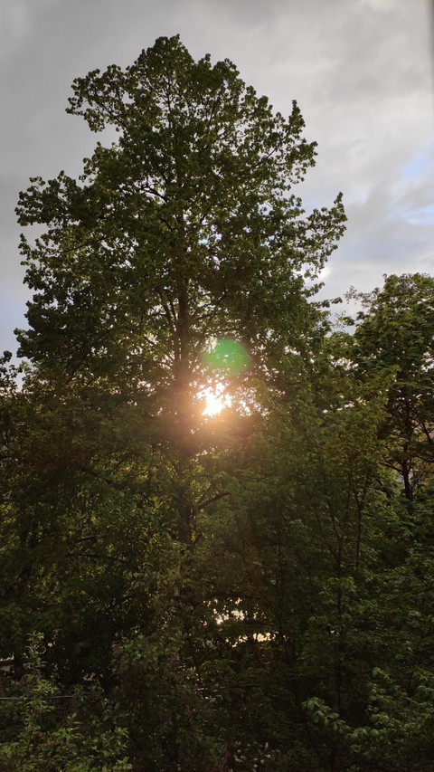 morning, plant wallpapers