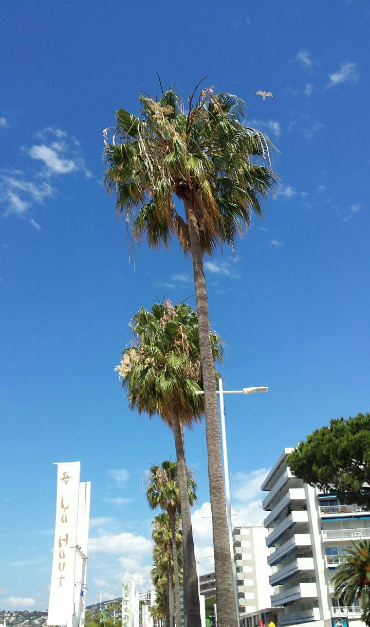 palm