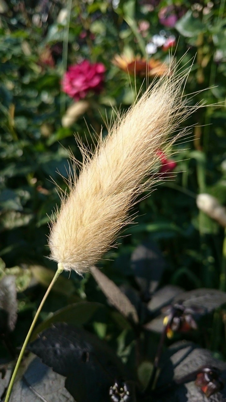 cat tail