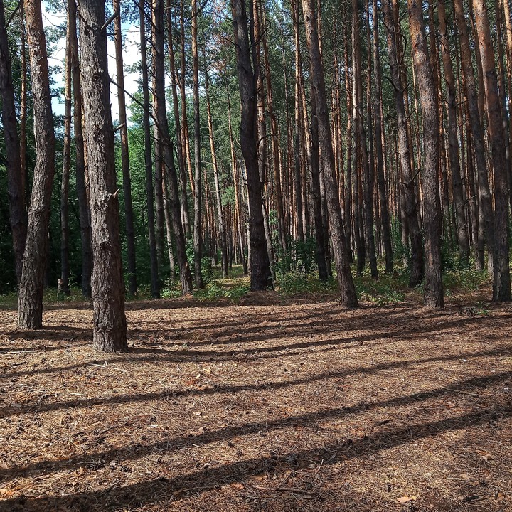 Calm forest (2)