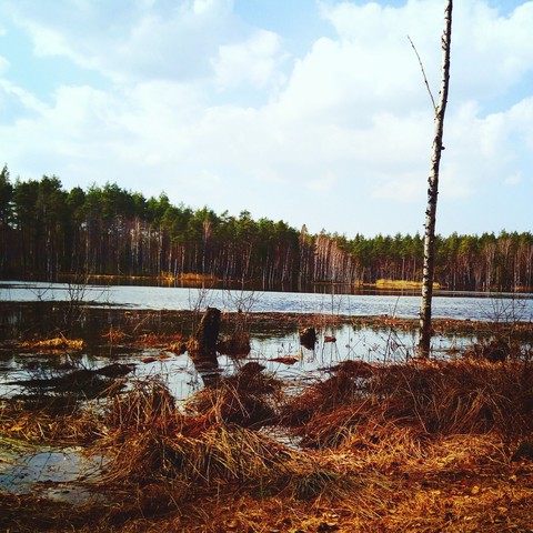 fondos de pantalla bayou, Bog