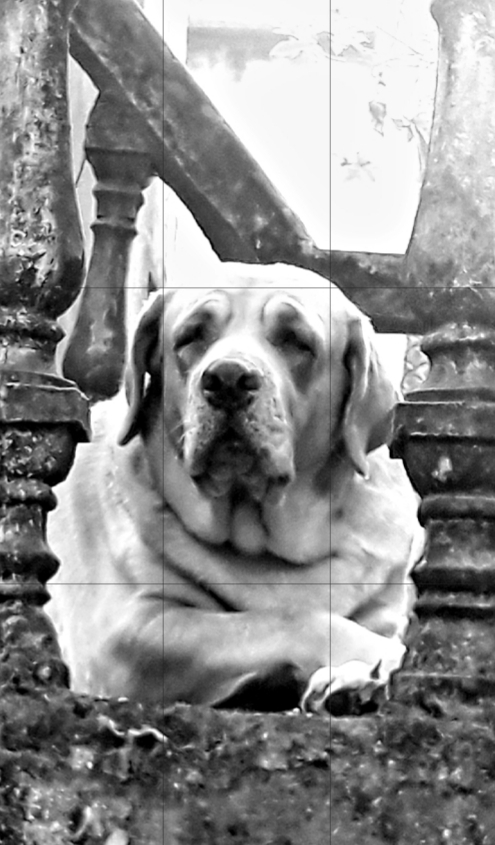 confusing doggy