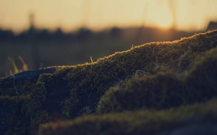 grass
