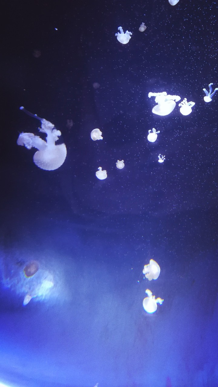 Jellyfish
