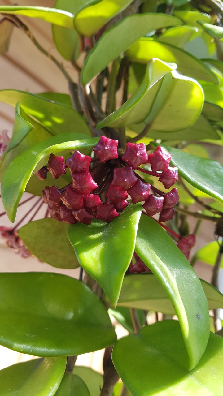 succulents plant