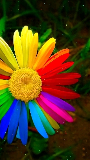 neon sunflower