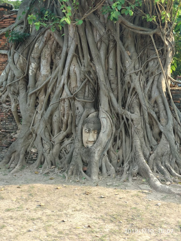Buddha in a Tree