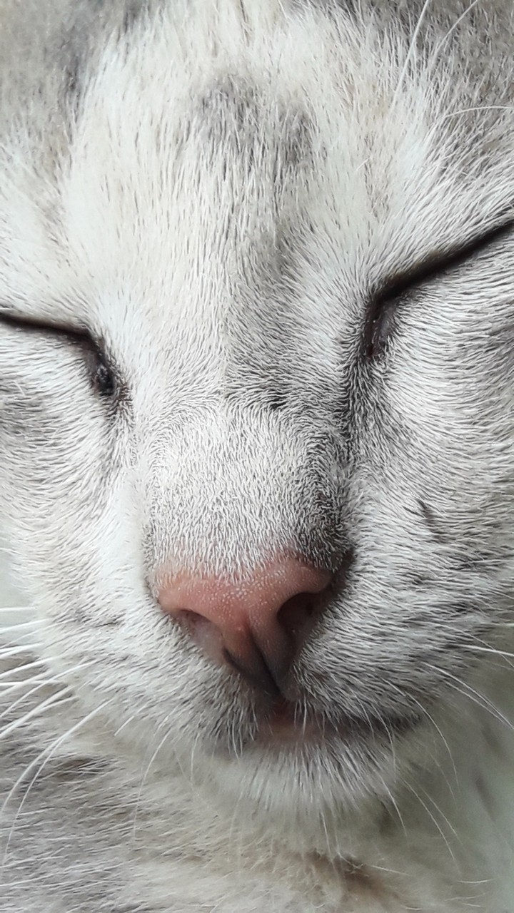 pussycat