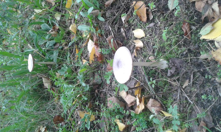 herfst