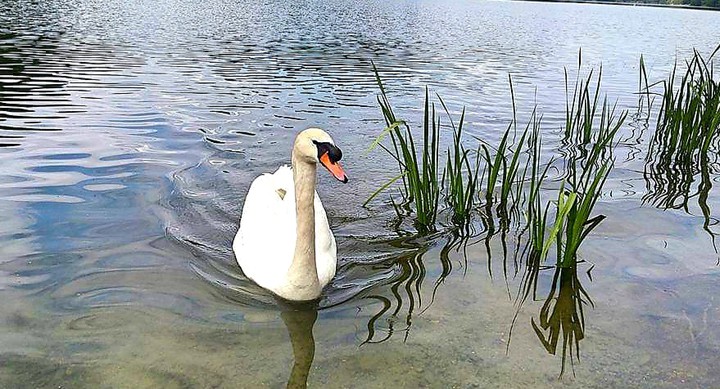 swan