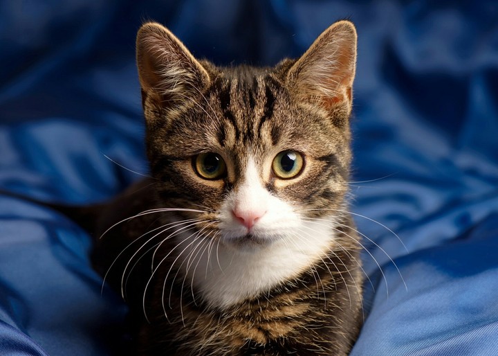 коша