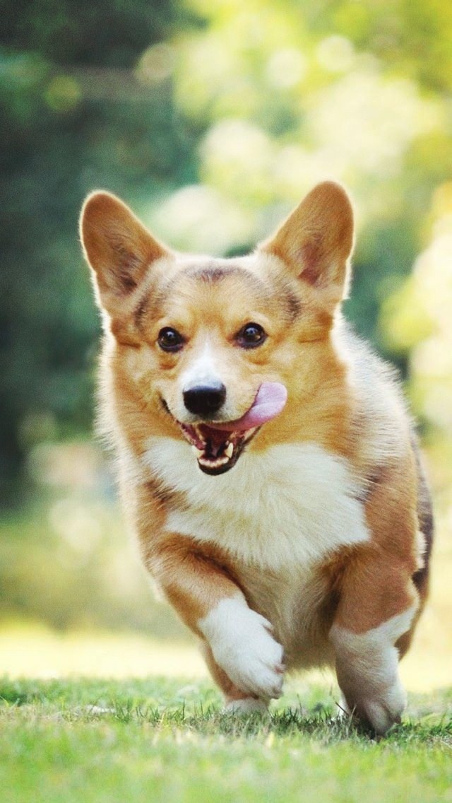 Corgi