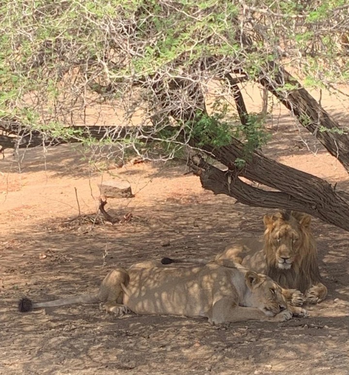 lion