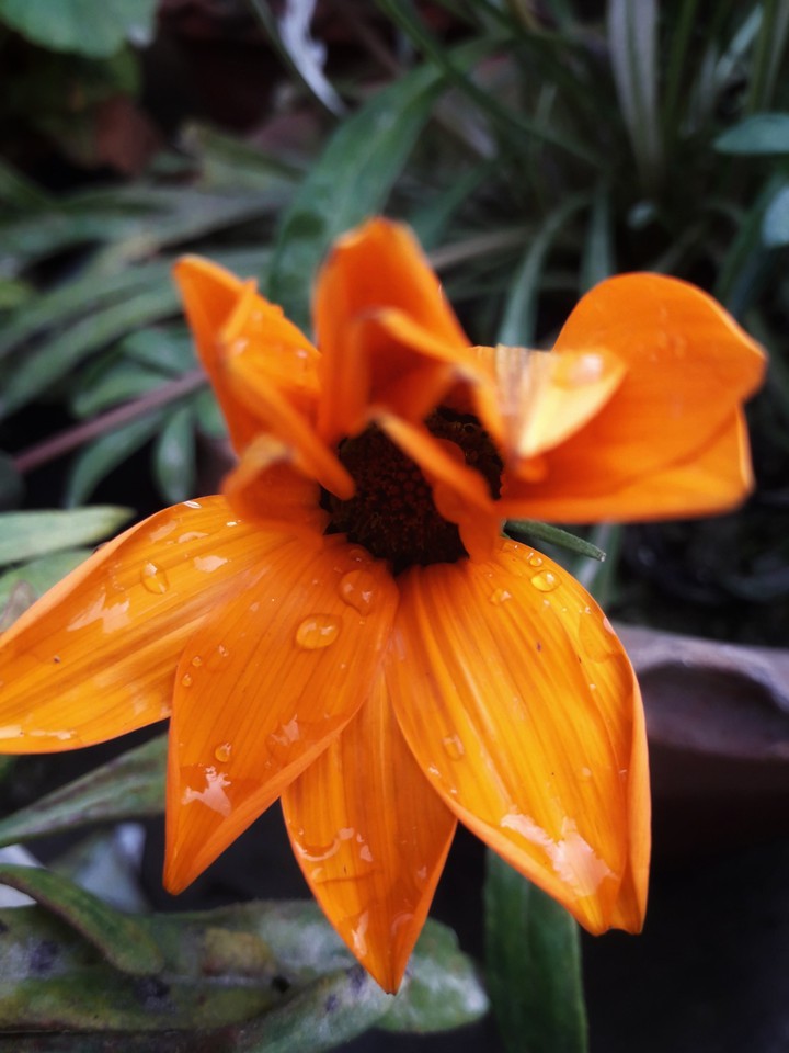 The Orange!