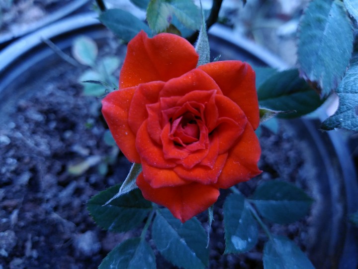 mini rose flower