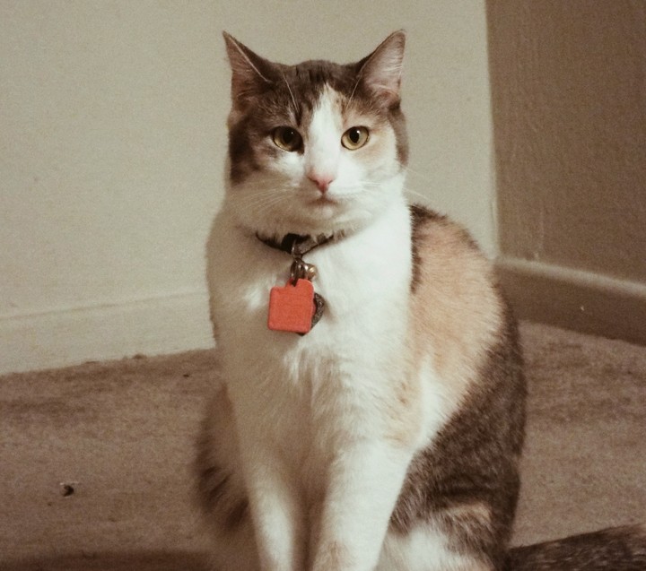 Daisy Mae