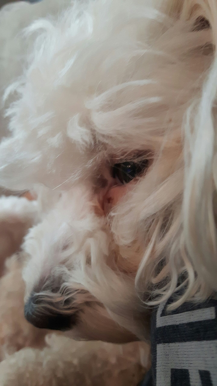 tired doggy