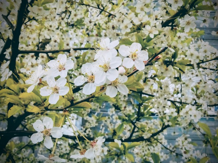 spring